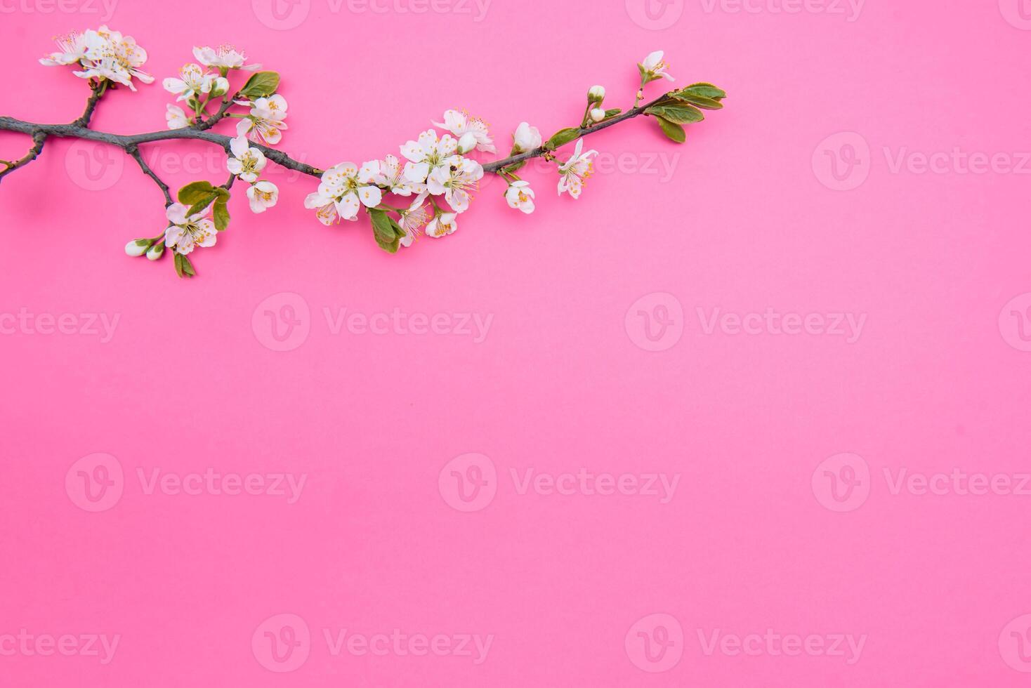 photo of spring white cherry blossom tree on pink background. View from above, flat lay, copy space. Spring and summer background.