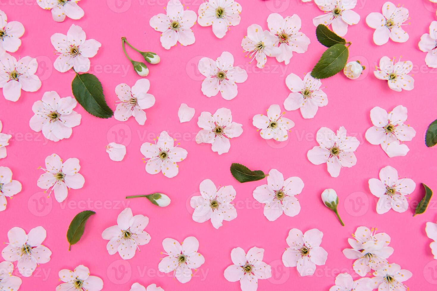cherry flowers on the pink background. spring background photo