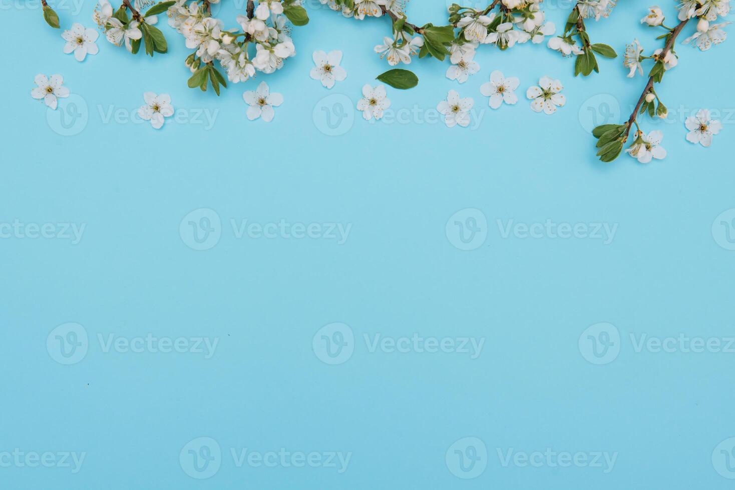 photo of spring white cherry blossom tree on blue background. View from above, flat lay, copy space. Spring and summer background. cherry blossom on a blue background