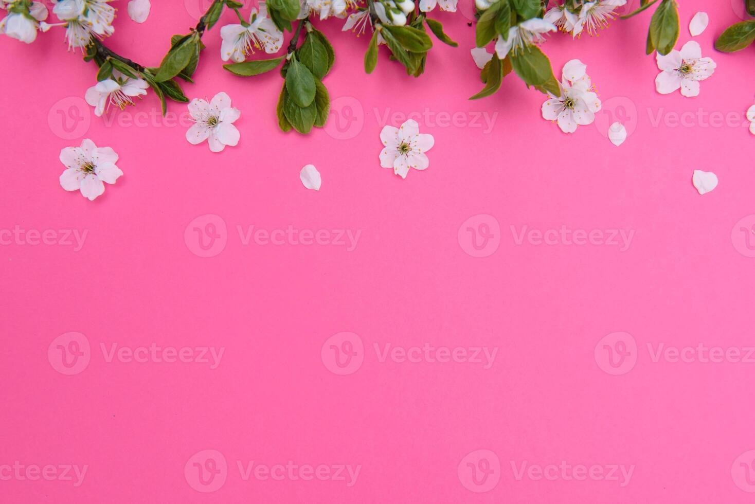 photo of spring white cherry blossom tree on pink background. View from above, flat lay, copy space. Spring and summer background