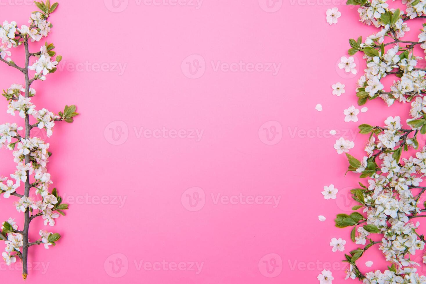 photo of spring white cherry blossom tree on pink background. View from above, flat lay, copy space. Spring and summer background