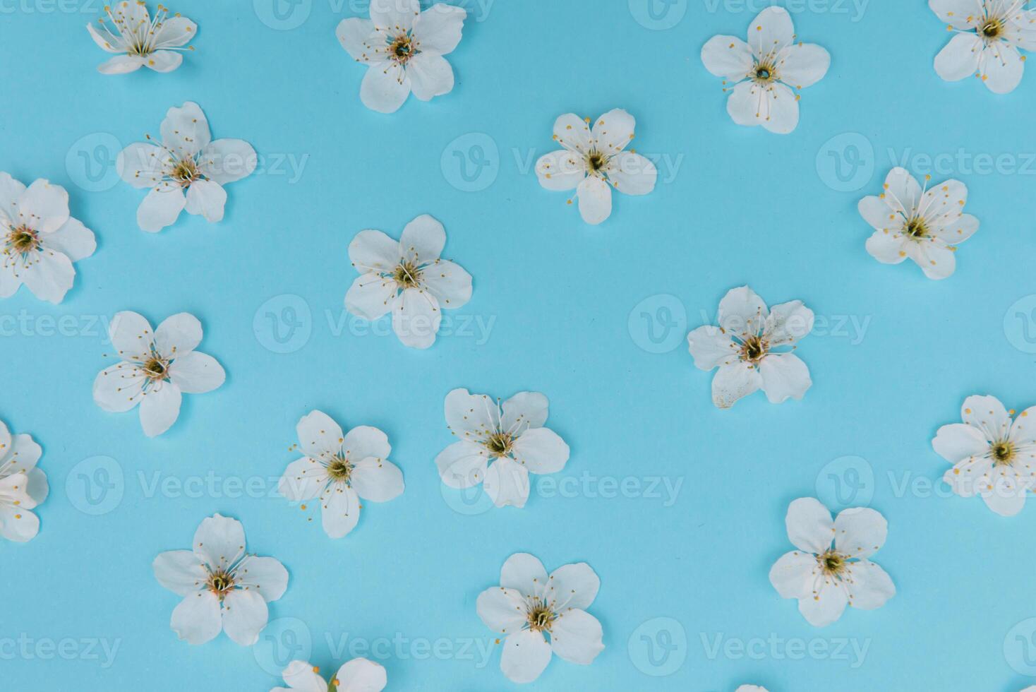 photo of spring white cherry blossom tree on blue background. View from above, flat lay, copy space. Spring and summer background. cherry blossom on a blue background