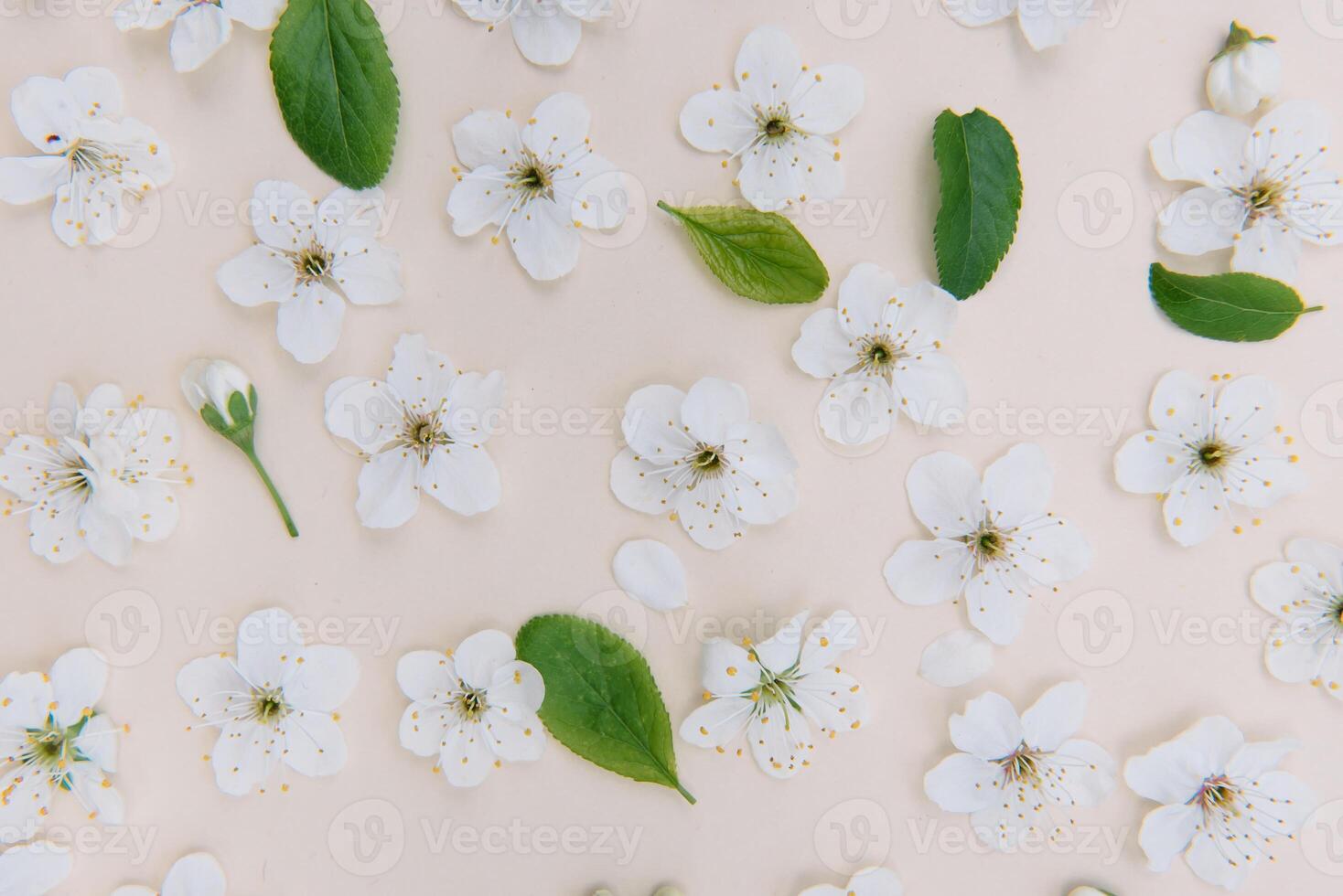 White pastel spring flower on color background . Cherry blossom flower illustration. spring and summer background. Top view. photo