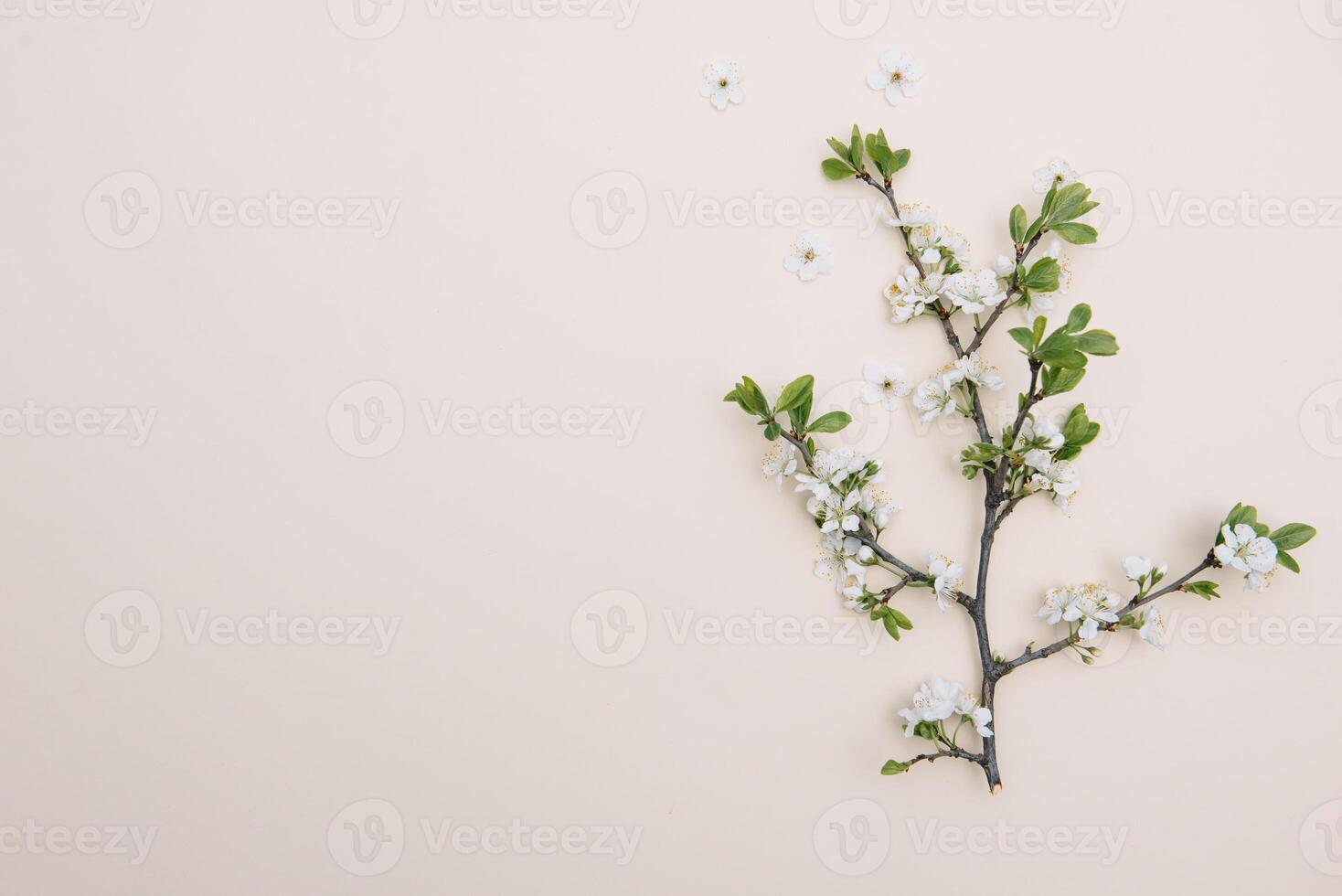 Spring nature background with lovely blossom in yellow pastel color, top view, banner. Springtime concept photo