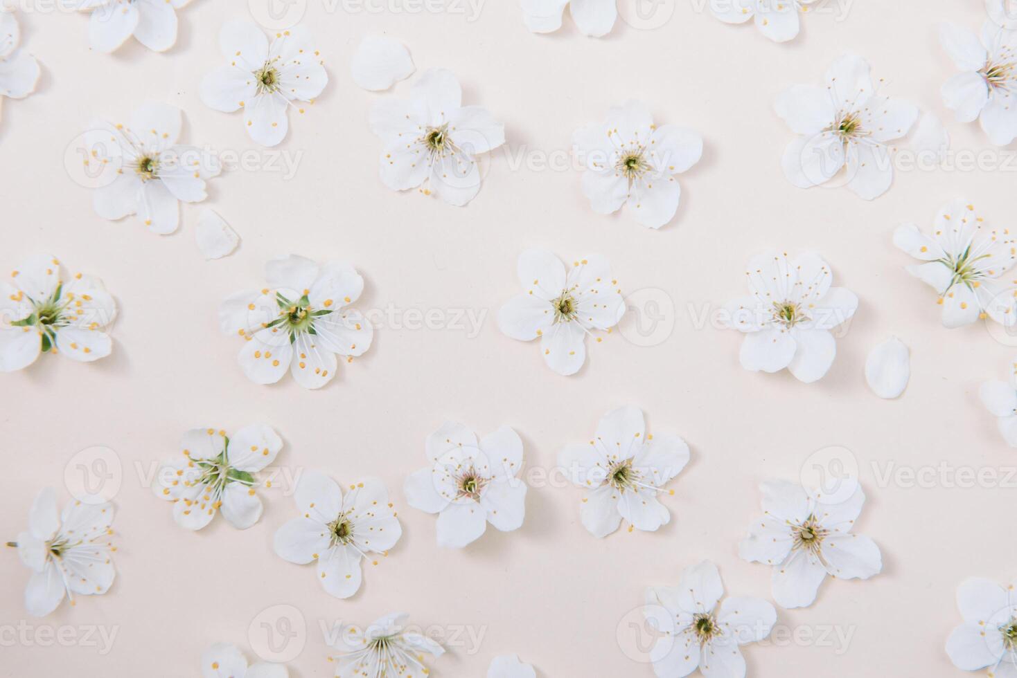 White pastel spring flower on color background . Cherry blossom flower illustration. spring and summer background. Top view. photo