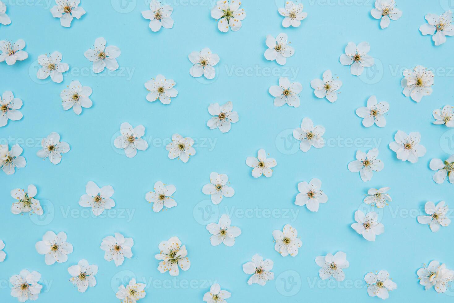 photo of spring white cherry blossom tree on blue background. View from above, flat lay, copy space. Spring and summer background. cherry blossom on a blue background