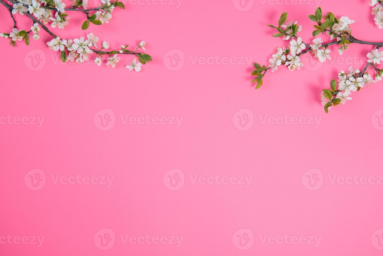 photo of spring white cherry blossom tree on pink background. View from above, flat lay, copy space. Spring and summer background.