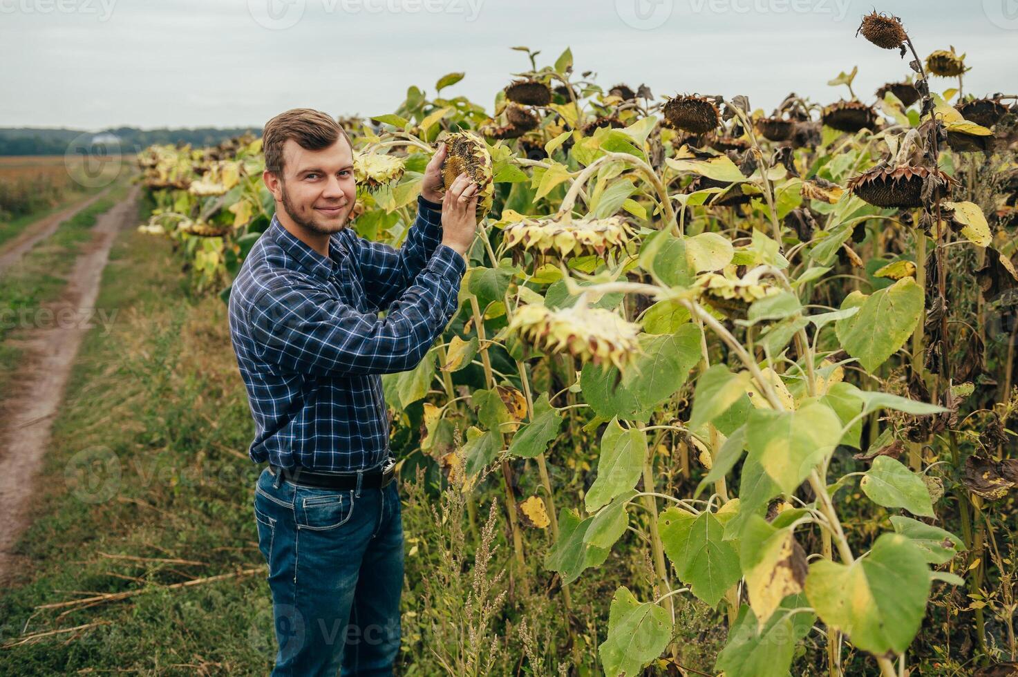Agronomist holds tablet touch pad computer in the sunflower field and examining crops before harvesting. Agribusiness concept. agricultural engineer standing in a sunflower field with a tablet. photo