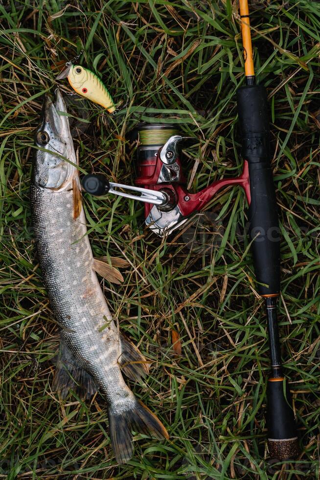 Fishing in river.A fisherman with a fishing rod on the river bank. Man fisherman catches a fish pike.Fishing, spinning reel, fish, Breg rivers. - The concept of a rural getaway. Article about fishing photo