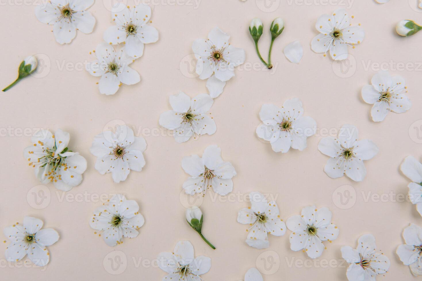 White pastel spring flower on color background . Cherry blossom flower illustration. spring and summer background. Top view. photo