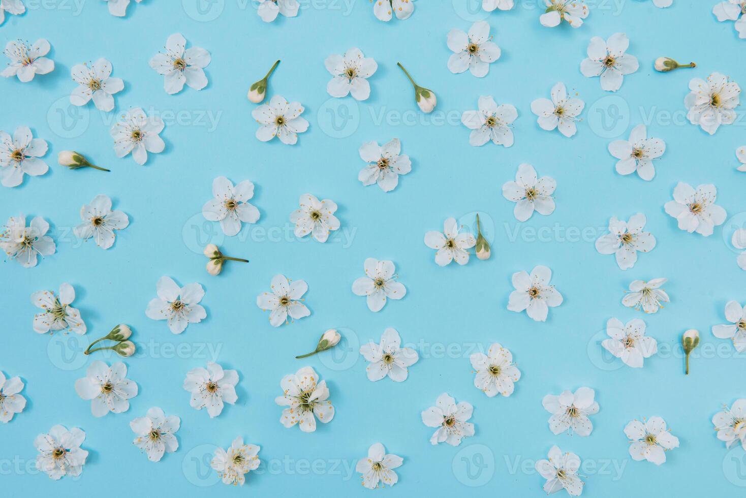 photo of spring white cherry blossom tree on blue background. View from above, flat lay, copy space. Spring and summer background. cherry blossom on a blue background