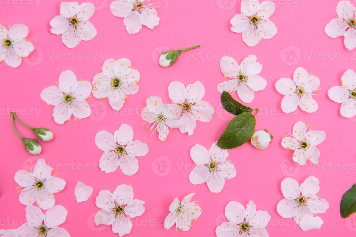 cherry flowers on the pink background. spring background photo