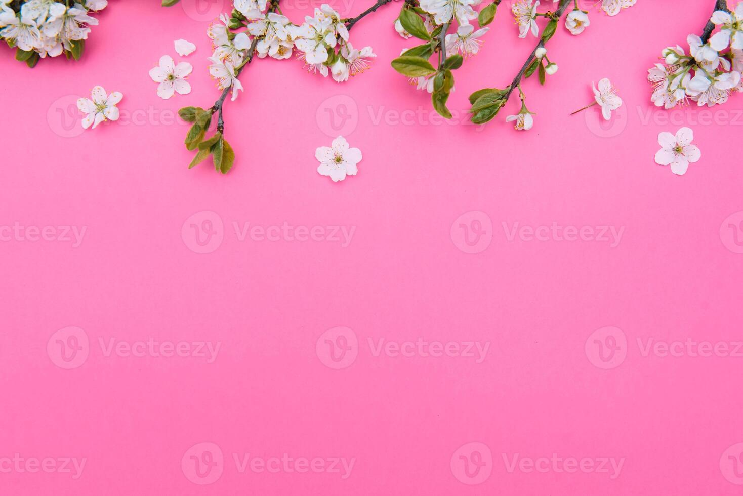 photo of spring white cherry blossom tree on pink background. View from above, flat lay, copy space. Spring and summer background