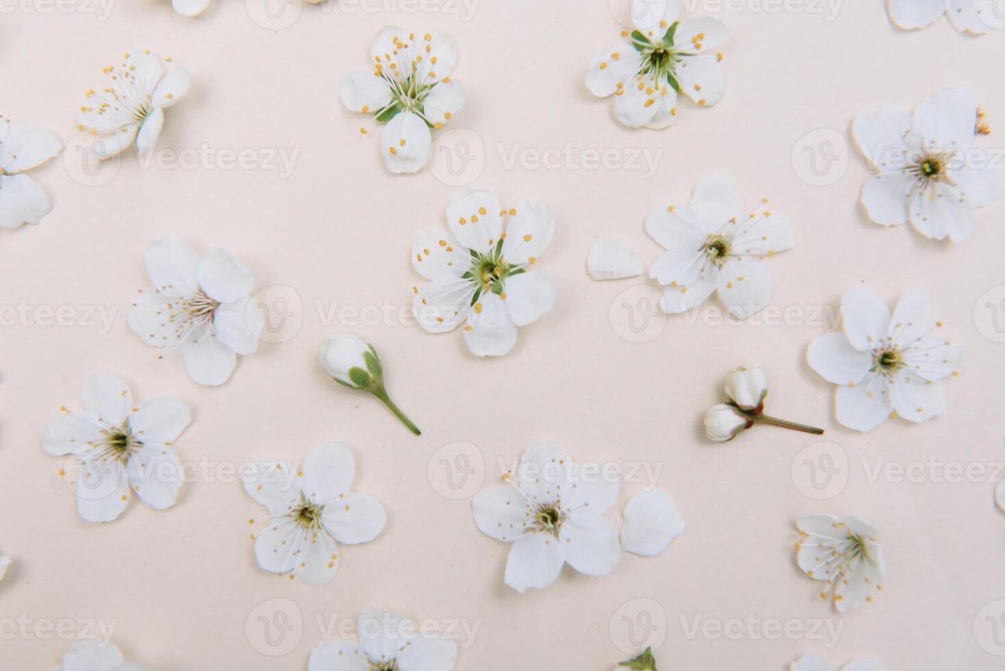 White pastel spring flower on color background . Cherry blossom flower illustration. spring and summer background. Top view. photo