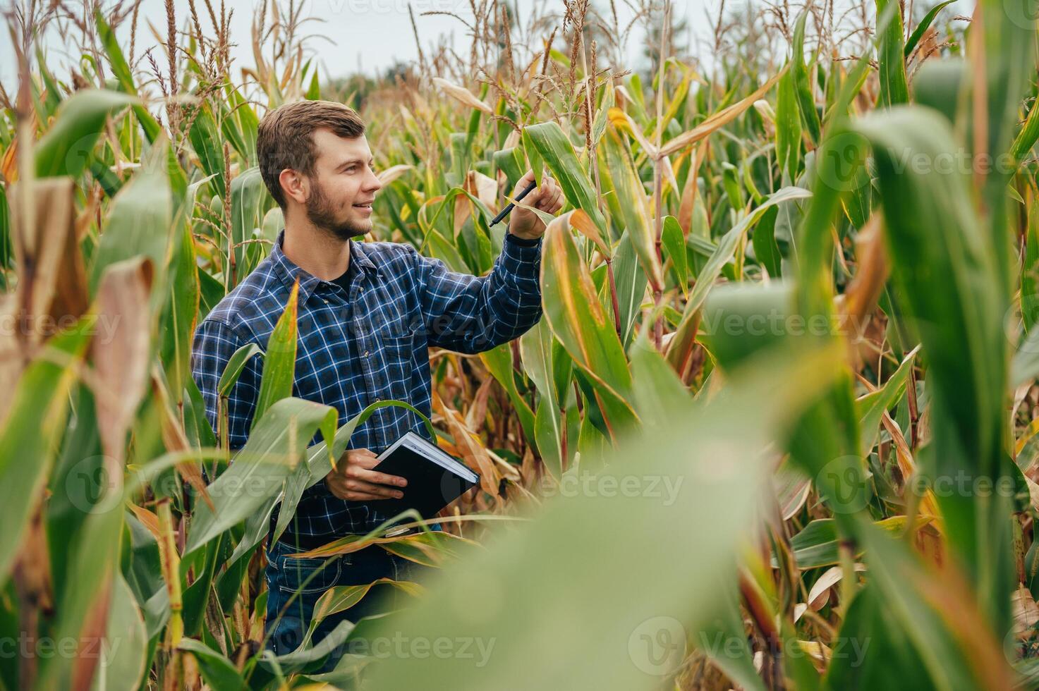 agrónomo sostiene tableta toque almohadilla computadora en el maíz campo y examinando cultivos antes de cosecha. agronegocios concepto. agrícola ingeniero en pie en un maíz campo con un tableta. foto