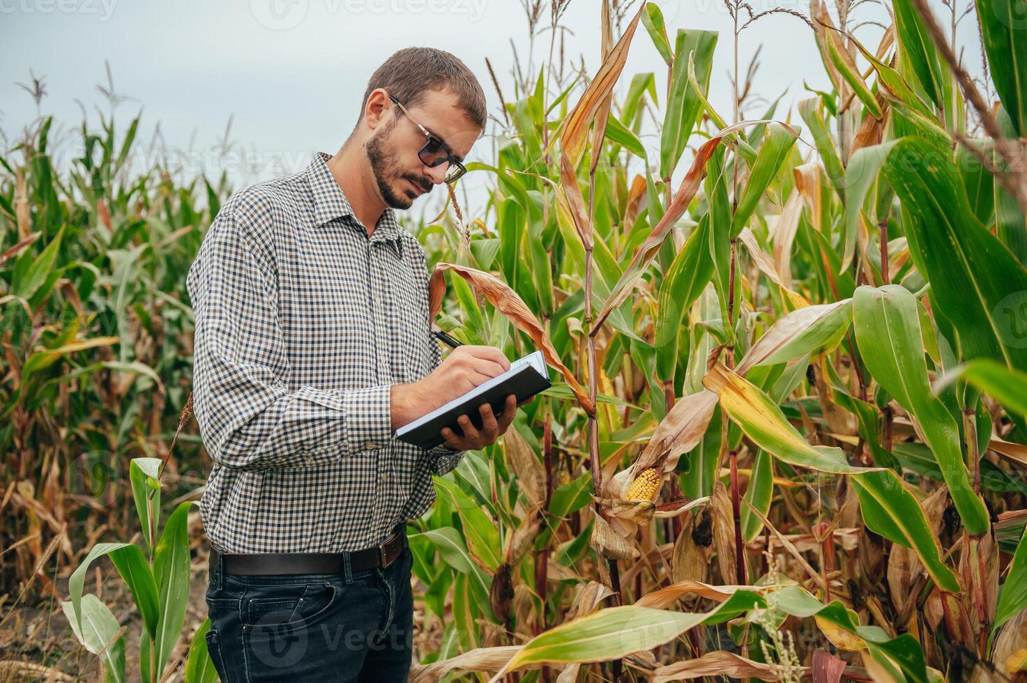 agrónomo sostiene tableta toque almohadilla computadora en el maíz campo y examinando cultivos antes de cosecha. agronegocios concepto. agrícola ingeniero en pie en un maíz campo con un tableta. foto