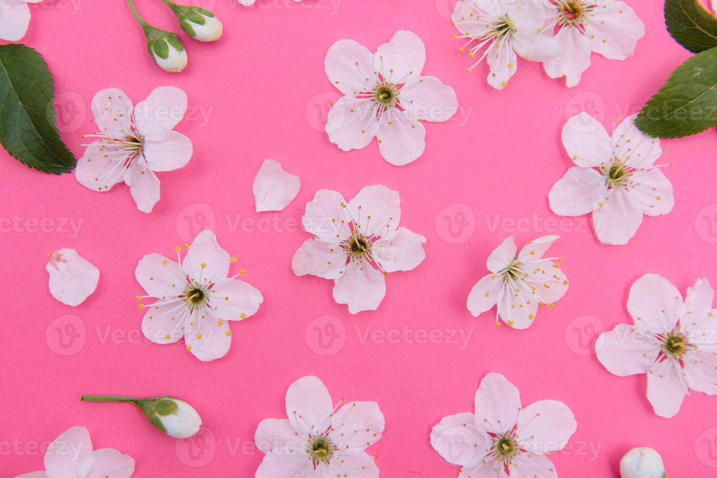 cherry flowers on the pink background. spring background photo