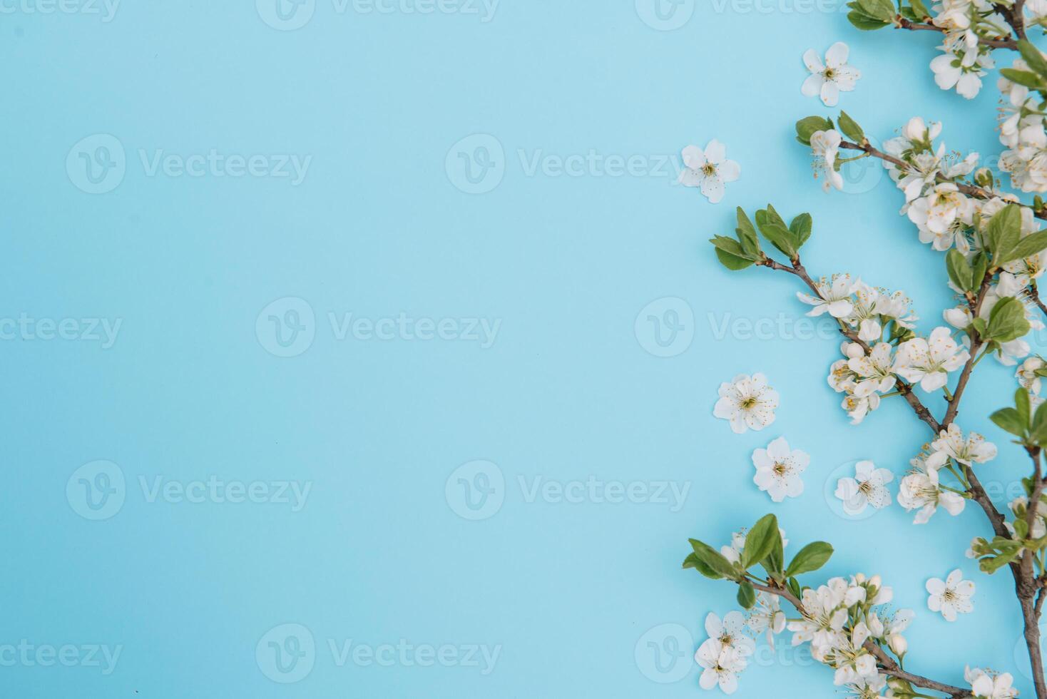photo of spring white cherry blossom tree on blue background. View from above, flat lay, copy space. Spring and summer background. cherry blossom on a blue background