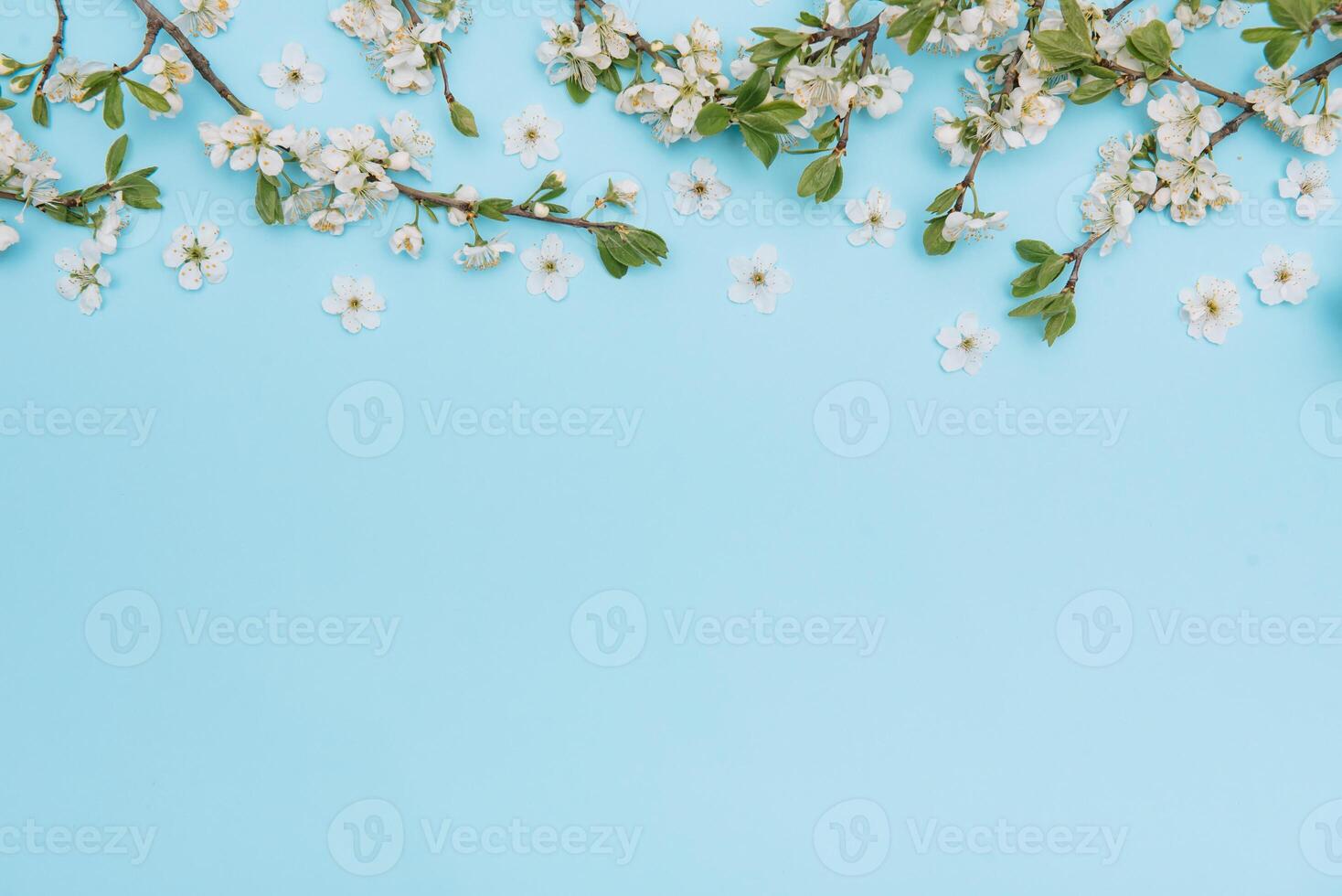 photo of spring white cherry blossom tree on blue background. View from above, flat lay, copy space. Spring and summer background. cherry blossom on a blue background