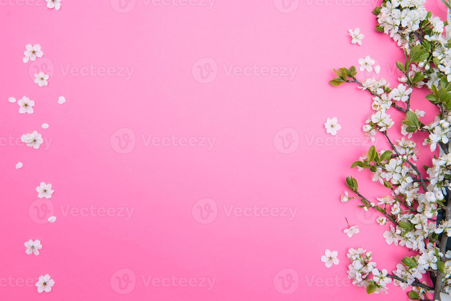 foto de primavera blanco Cereza florecer árbol en pastel rosado antecedentes. ver desde arriba, plano poner.