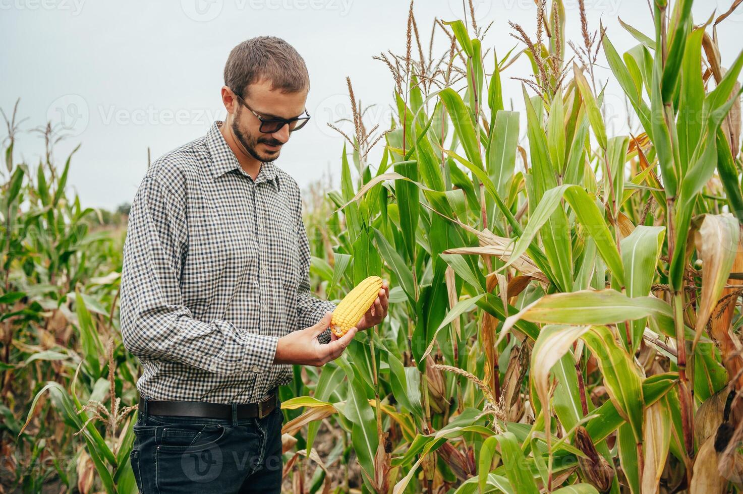 agrónomo sostiene tableta toque almohadilla computadora en el maíz campo y examinando cultivos antes de cosecha. agronegocios concepto. agrícola ingeniero en pie en un maíz campo con un tableta. foto