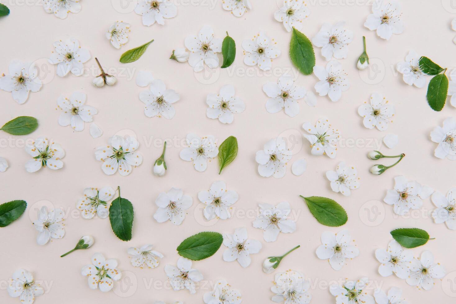 White pastel spring flower on color background . Cherry blossom flower illustration. spring and summer background. Top view. photo