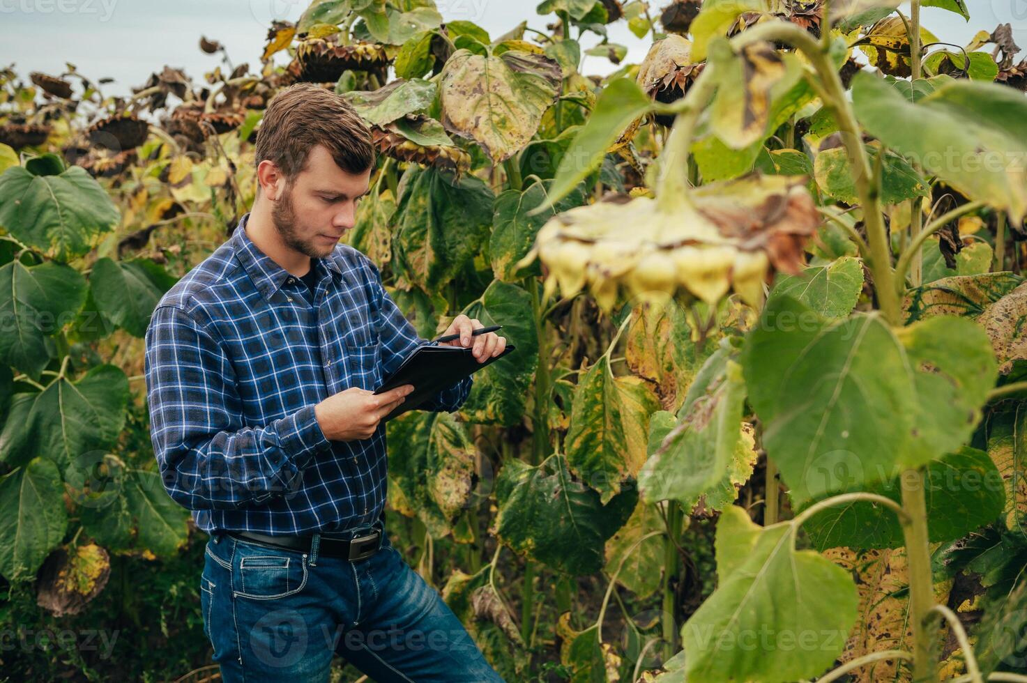 Agronomist holds tablet touch pad computer in the sunflower field and examining crops before harvesting. Agribusiness concept. agricultural engineer standing in a sunflower field with a tablet. photo