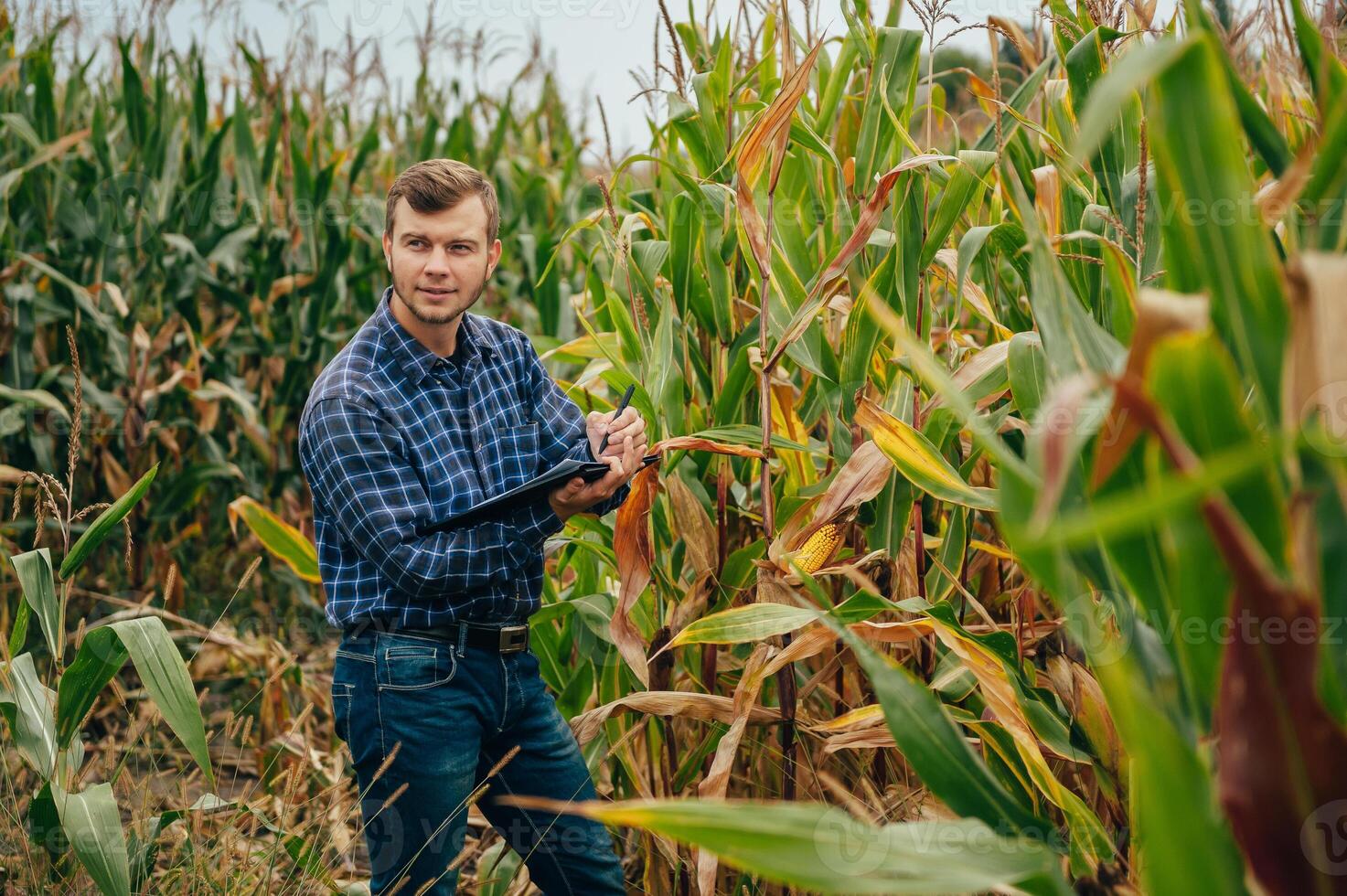 Agronomist holds tablet touch pad computer in the corn field and examining crops before harvesting. Agribusiness concept. agricultural engineer standing in a corn field with a tablet. photo