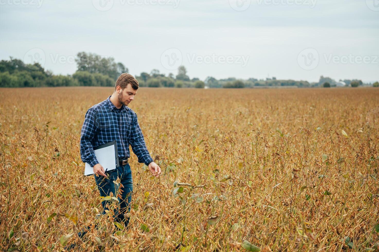 Agronomist holds tablet touch pad computer in the soy field and examining crops before harvesting. Agribusiness concept. agricultural engineer standing in a soy field with a tablet. photo