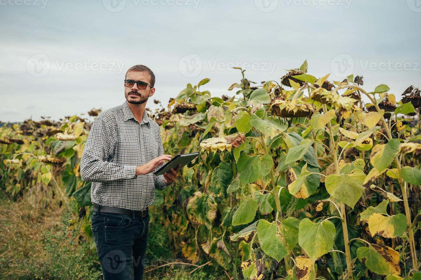Agronomist holds tablet touch pad computer in the sunflower field and examining crops before harvesting. Agribusiness concept. agricultural engineer standing in a sunflower field with a tablet. photo