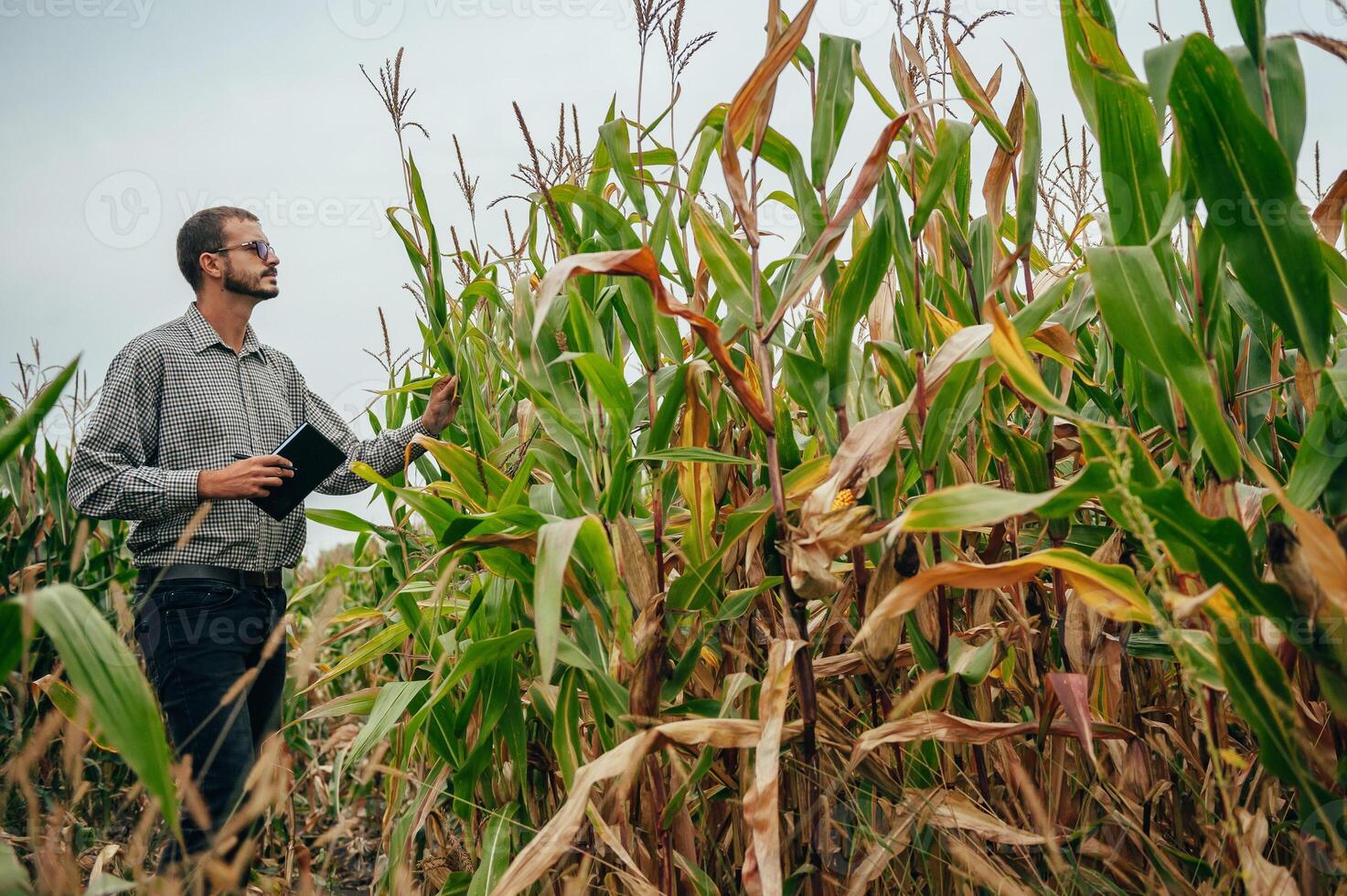 Agronomist holds tablet touch pad computer in the corn field and examining crops before harvesting. Agribusiness concept. agricultural engineer standing in a corn field with a tablet. photo