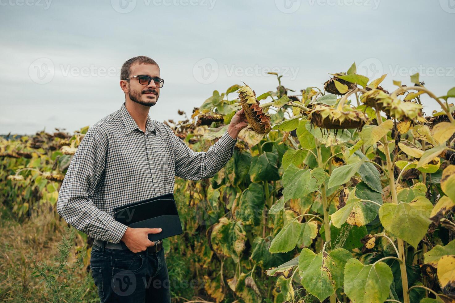 Agronomist holds tablet touch pad computer in the sunflower field and examining crops before harvesting. Agribusiness concept. agricultural engineer standing in a sunflower field with a tablet. photo