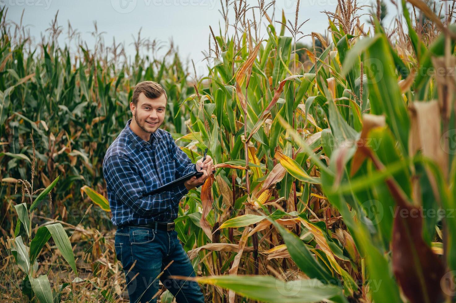 agrónomo sostiene tableta toque almohadilla computadora en el maíz campo y examinando cultivos antes de cosecha. agronegocios concepto. agrícola ingeniero en pie en un maíz campo con un tableta. foto