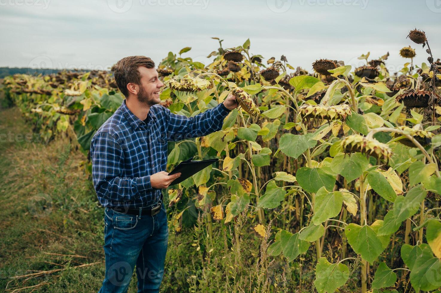 Agronomist holds tablet touch pad computer in the sunflower field and examining crops before harvesting. Agribusiness concept. agricultural engineer standing in a sunflower field with a tablet. photo