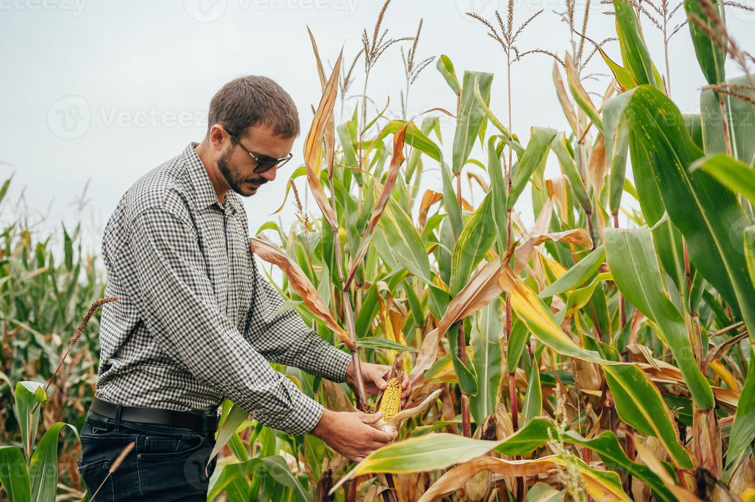 Agronomist holds tablet touch pad computer in the corn field and examining crops before harvesting. Agribusiness concept. agricultural engineer standing in a corn field with a tablet. photo
