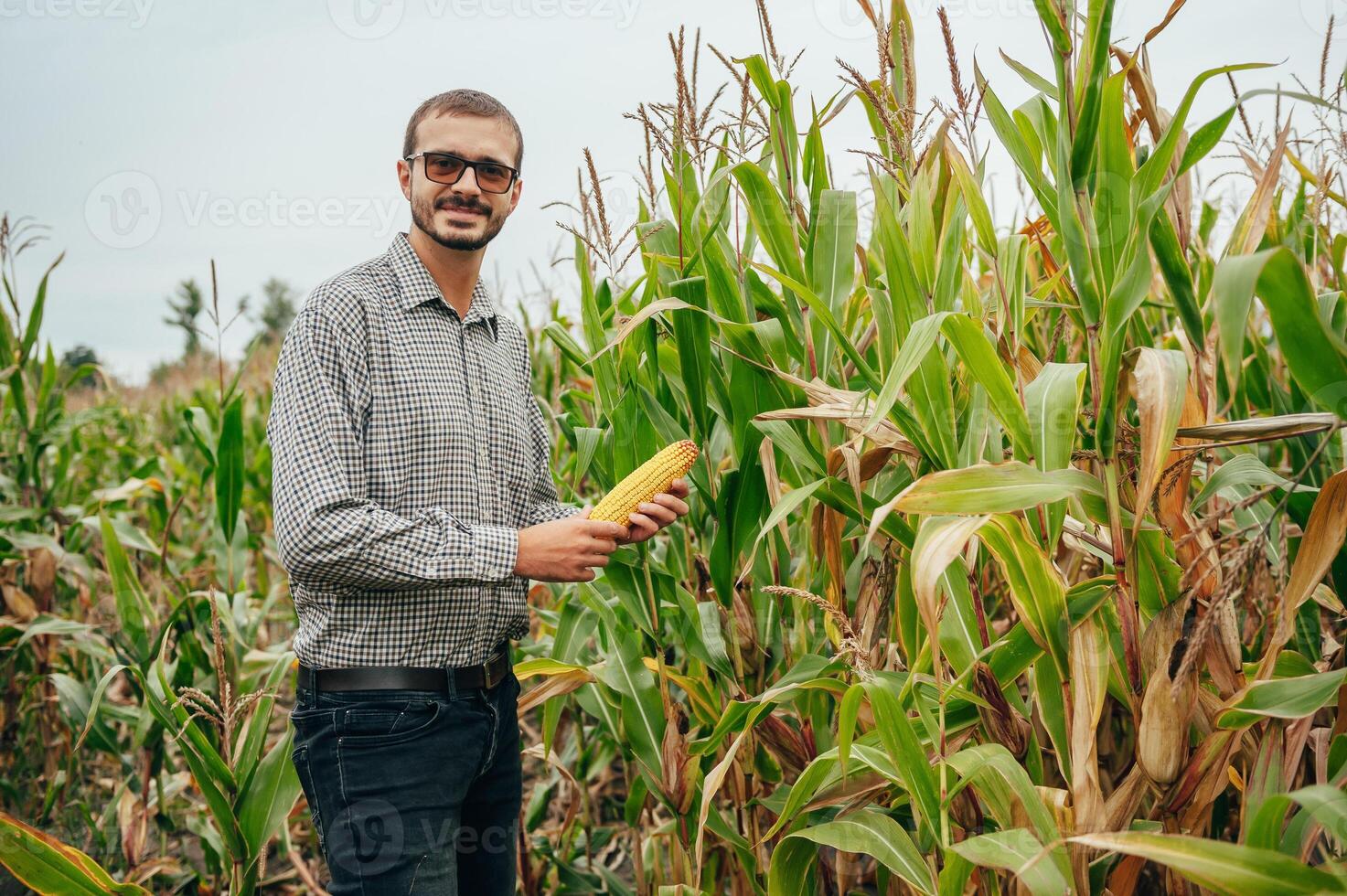Agronomist holds tablet touch pad computer in the corn field and examining crops before harvesting. Agribusiness concept. agricultural engineer standing in a corn field with a tablet. photo