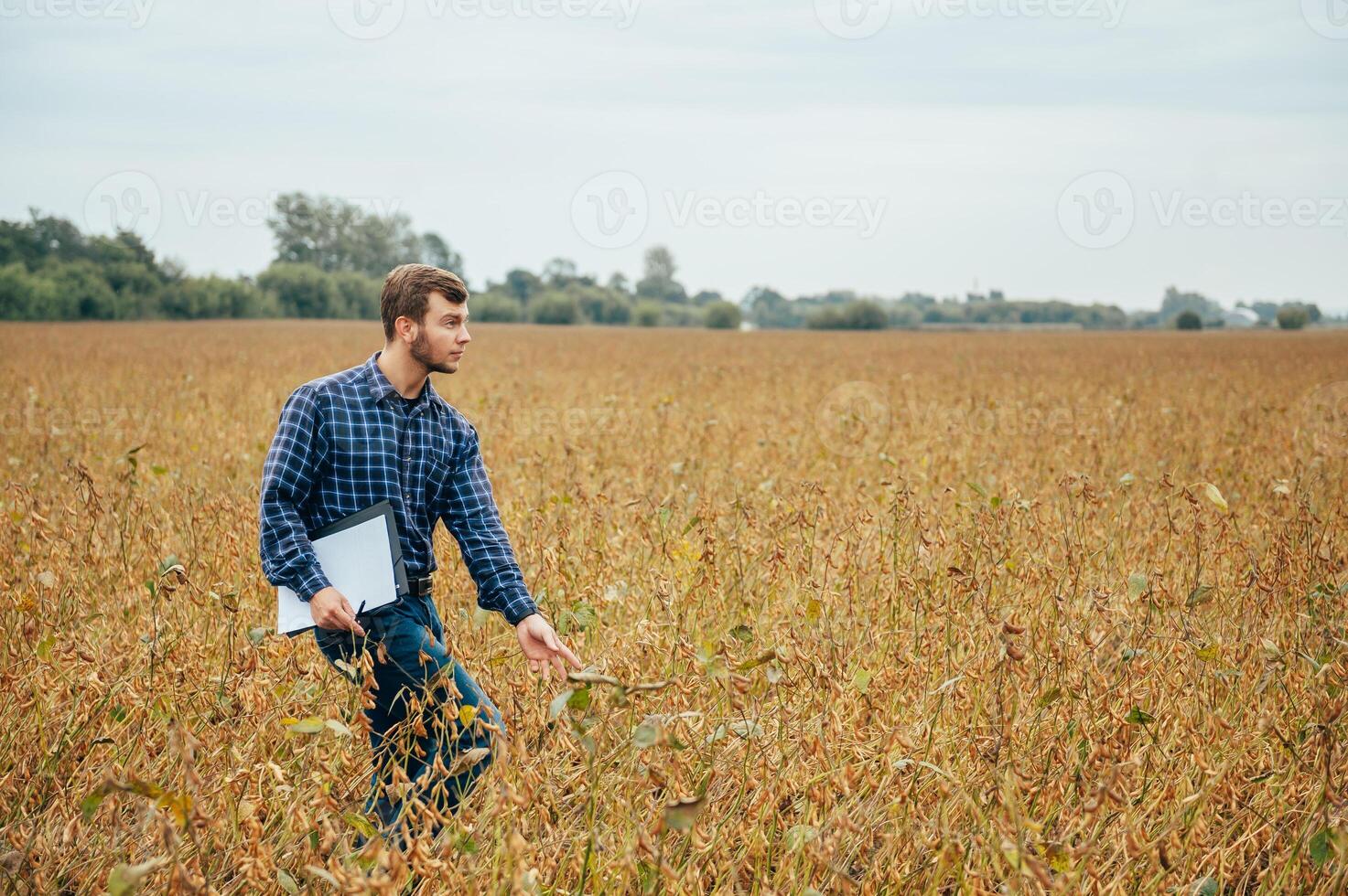 Agronomist holds tablet touch pad computer in the soy field and examining crops before harvesting. Agribusiness concept. agricultural engineer standing in a soy field with a tablet. photo