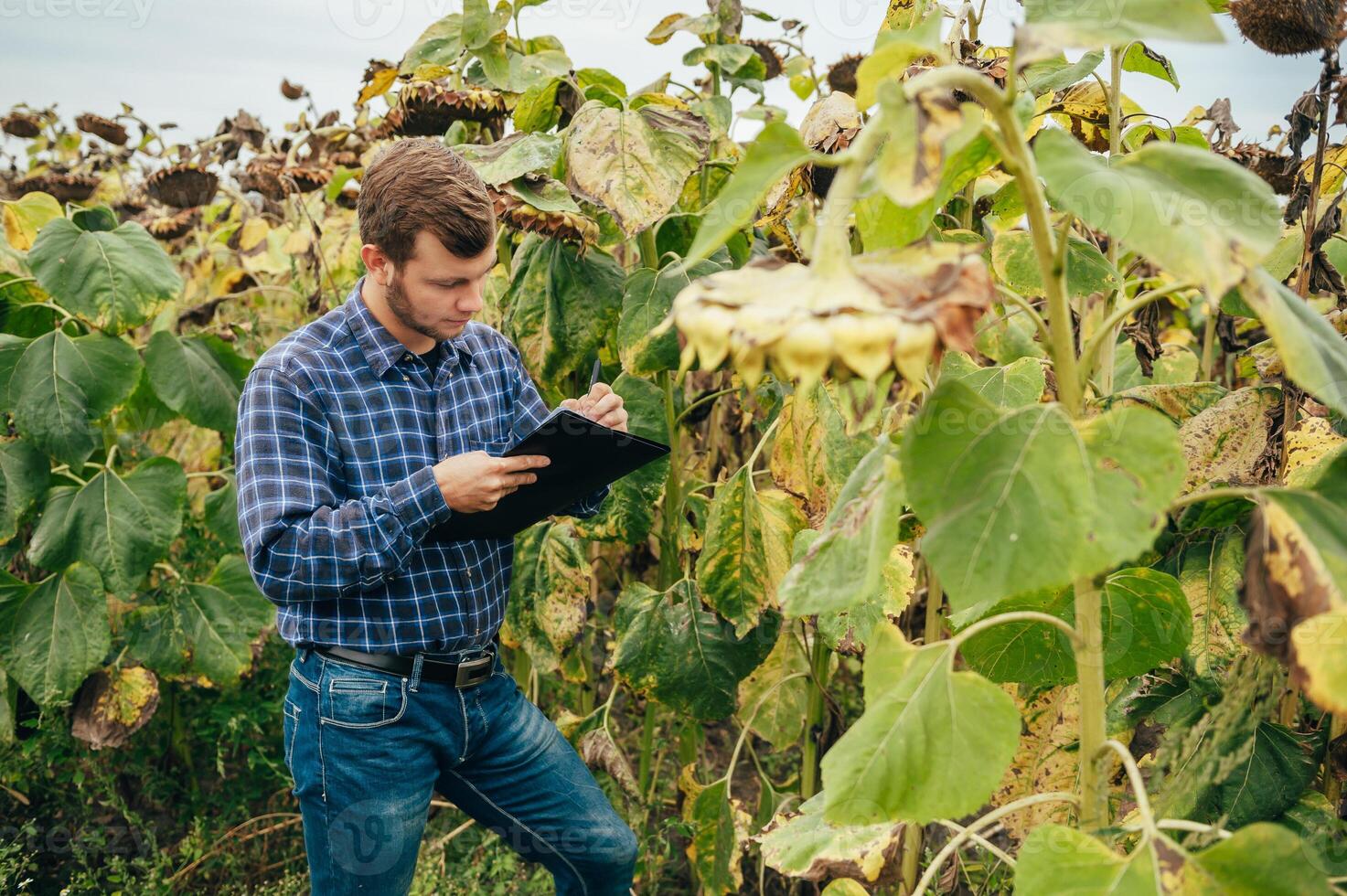 Agronomist holds tablet touch pad computer in the sunflower field and examining crops before harvesting. Agribusiness concept. agricultural engineer standing in a sunflower field with a tablet. photo