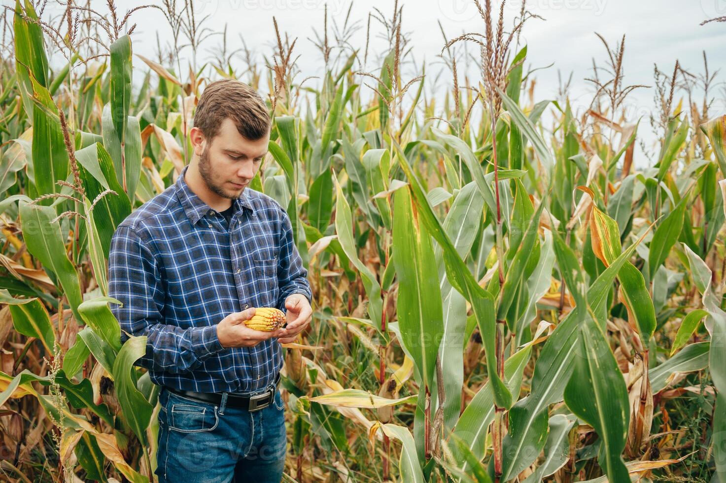 Agronomist holds tablet touch pad computer in the corn field and examining crops before harvesting. Agribusiness concept. agricultural engineer standing in a corn field with a tablet. photo