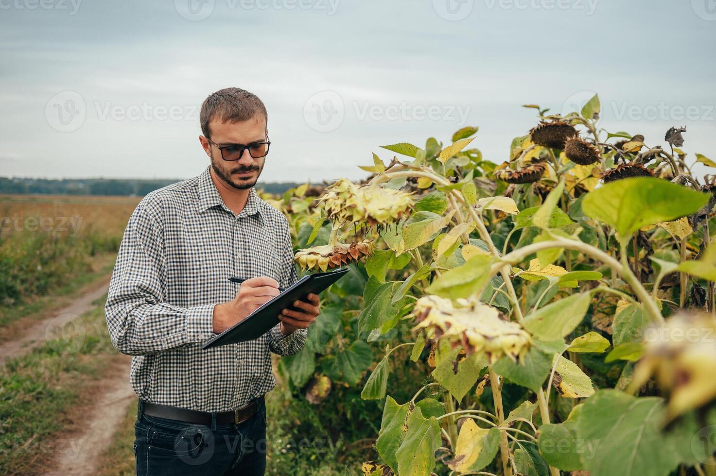 Agronomist holds tablet touch pad computer in the sunflower field and examining crops before harvesting. Agribusiness concept. agricultural engineer standing in a sunflower field with a tablet. photo