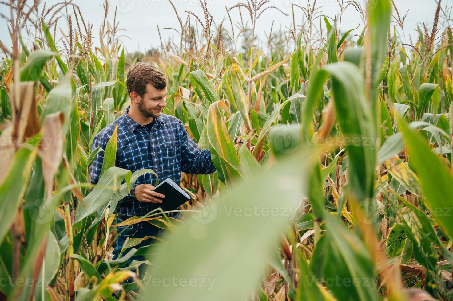 agrónomo sostiene tableta toque almohadilla computadora en el maíz campo y examinando cultivos antes de cosecha. agronegocios concepto. agrícola ingeniero en pie en un maíz campo con un tableta. foto