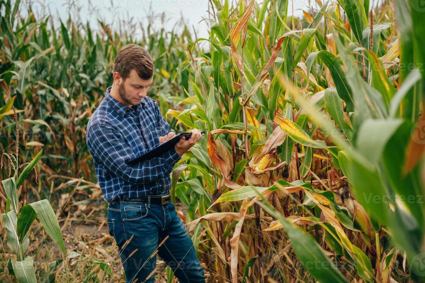 Agronomist holds tablet touch pad computer in the corn field and examining crops before harvesting. Agribusiness concept. agricultural engineer standing in a corn field with a tablet. photo
