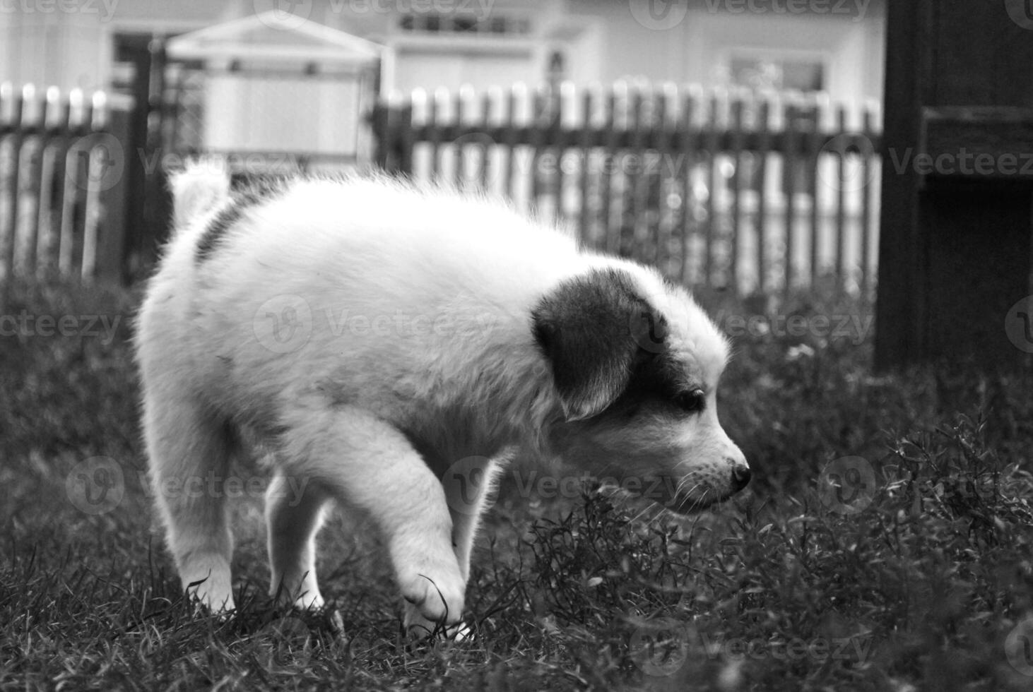 retrato de un pequeño linda perrito foto