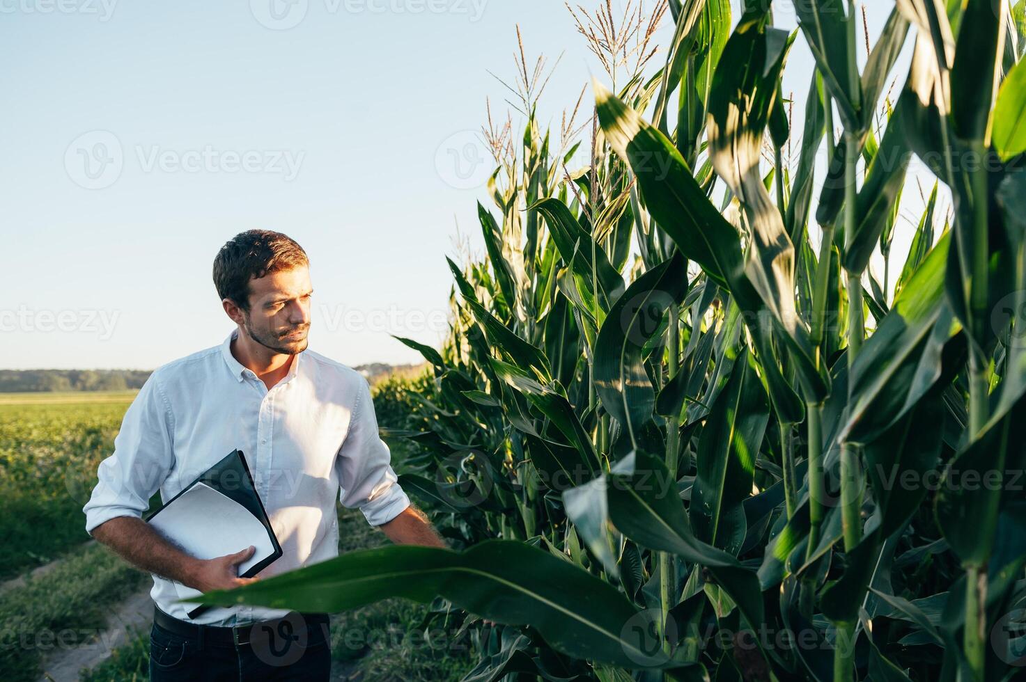 Agronomist holds tablet touch pad computer in the corn field and examining crops before harvesting. Agribusiness concept. agricultural engineer standing in a corn field with a tablet in summer. photo