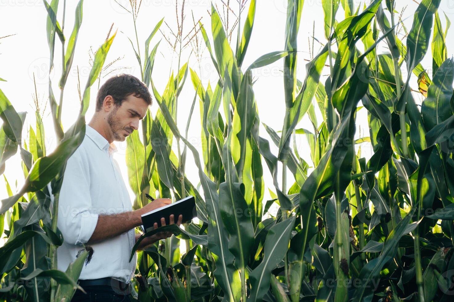 Agronomist holds tablet touch pad computer in the corn field and examining crops before harvesting. Agribusiness concept. agricultural engineer standing in a corn field with a tablet in summer. photo