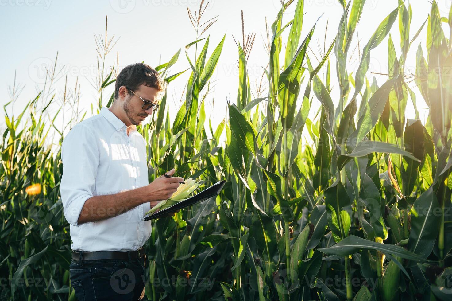Agronomist holds tablet touch pad computer in the corn field and examining crops before harvesting. Agribusiness concept. agricultural engineer standing in a corn field with a tablet in summer. photo