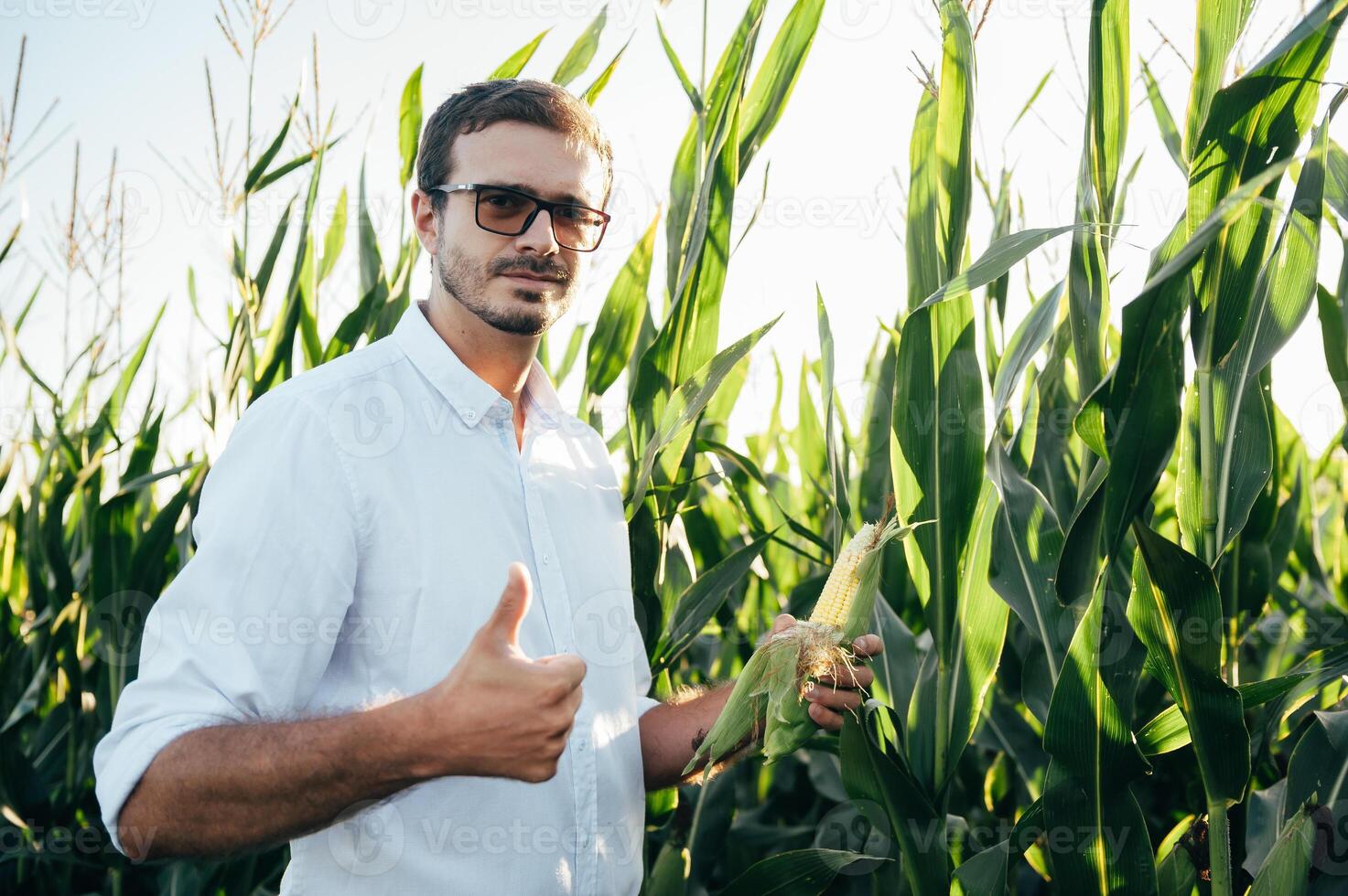 Agronomist holds tablet touch pad computer in the corn field and examining crops before harvesting. Agribusiness concept. agricultural engineer standing in a corn field with a tablet in summer. photo