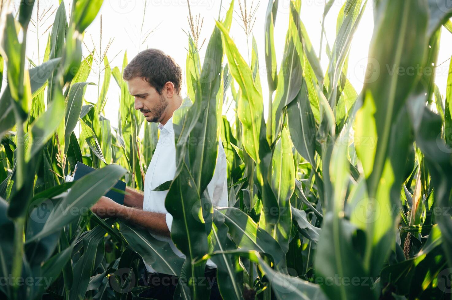 Agronomist holds tablet touch pad computer in the corn field and examining crops before harvesting. Agribusiness concept. agricultural engineer standing in a corn field with a tablet in summer. photo
