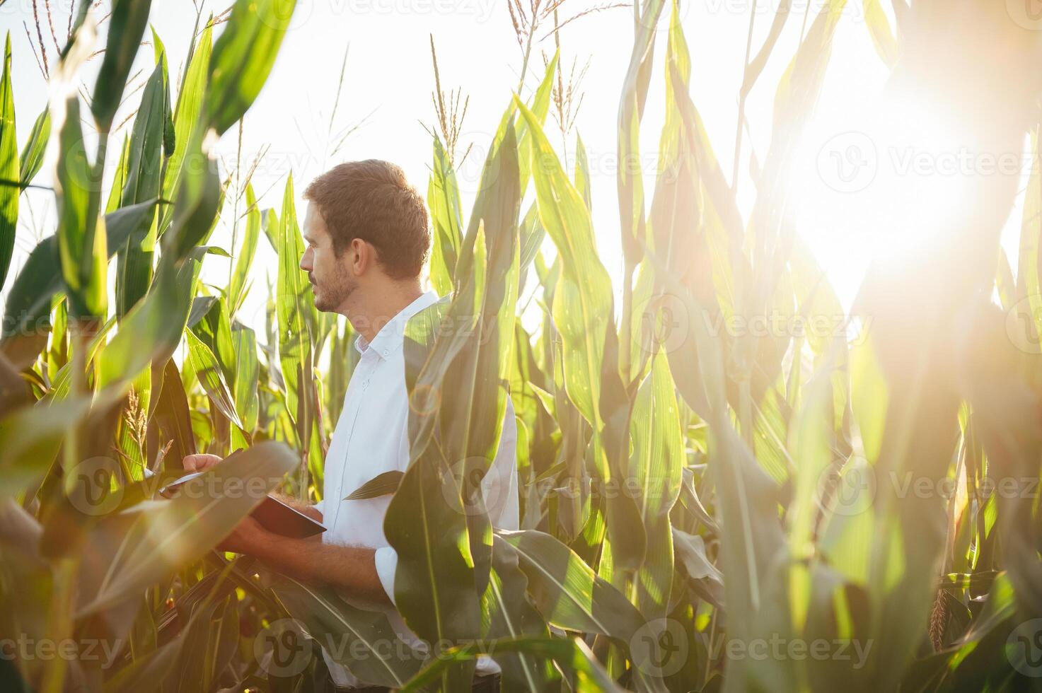 Agronomist holds tablet touch pad computer in the corn field and examining crops before harvesting. Agribusiness concept. agricultural engineer standing in a corn field with a tablet in summer. photo