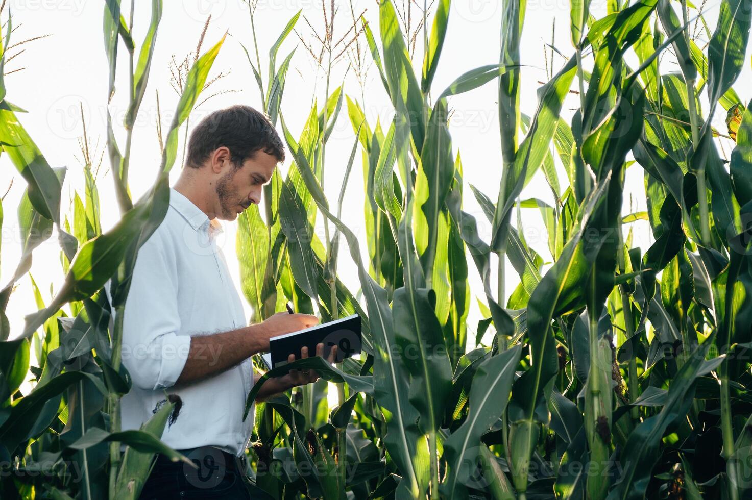 Agronomist holds tablet touch pad computer in the corn field and examining crops before harvesting. Agribusiness concept. agricultural engineer standing in a corn field with a tablet in summer. photo